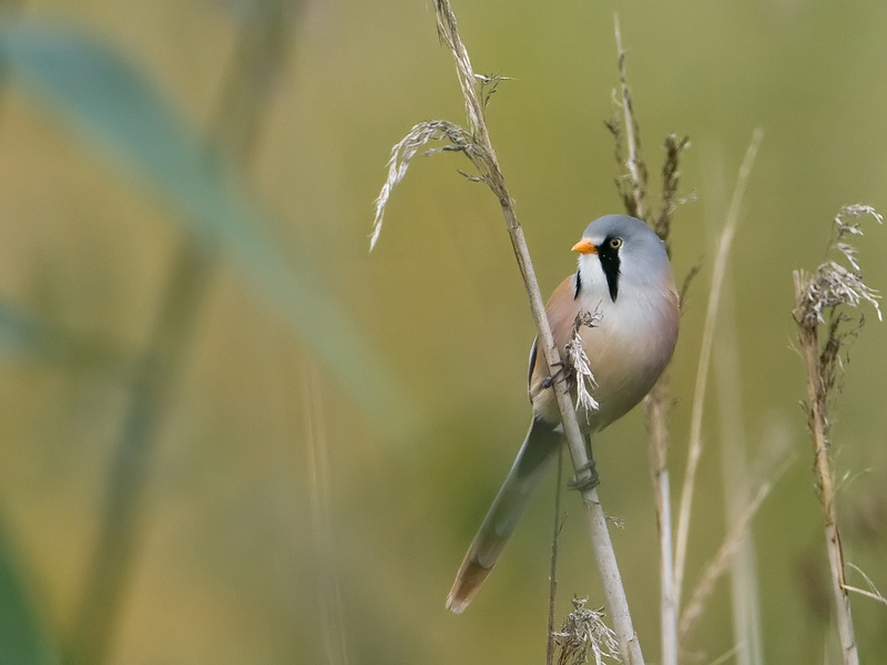 Panurus biarmicus Bearded Tit Baardman